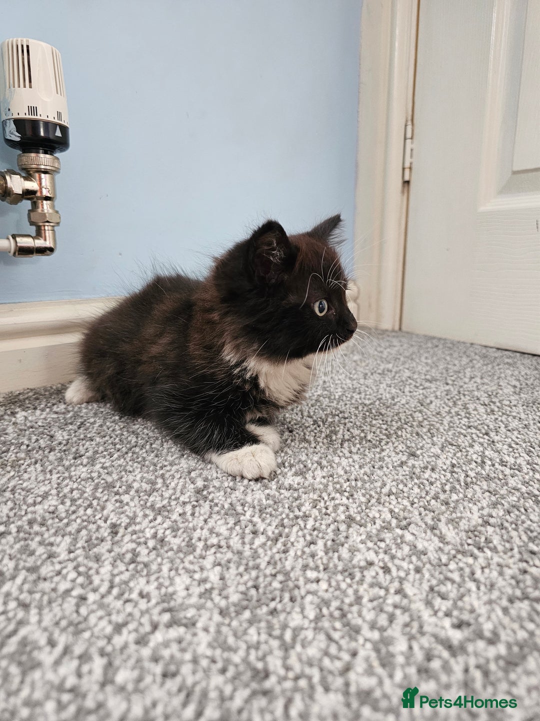 Ragdoll cats for sale: Adorable 9 Week Old Kittens - Litter Trained - Image 4