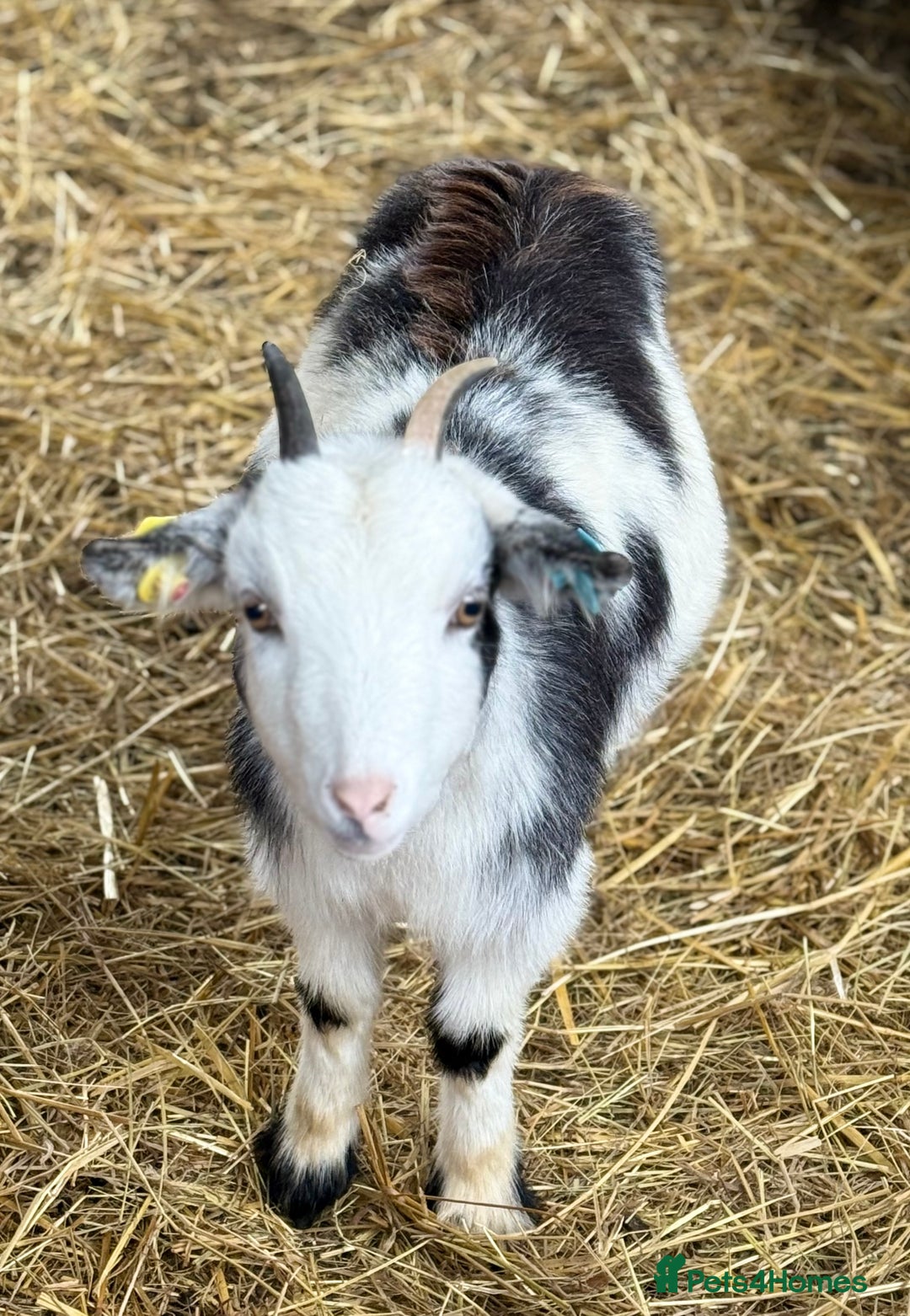 Goats livestock for sale: Small pretty Pygmy Nannie’s  - Advert 1