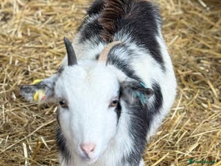Goats livestock Small pretty Pygmy Nannie’s/also some with babies - Advert 3