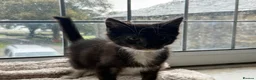 Mixed Breed cats for sale: Very very friendly black & white kitten  - Advert 4
