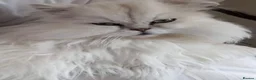 Persian cats for sale: Persian pure white , blue eyed male  - Advert 5
