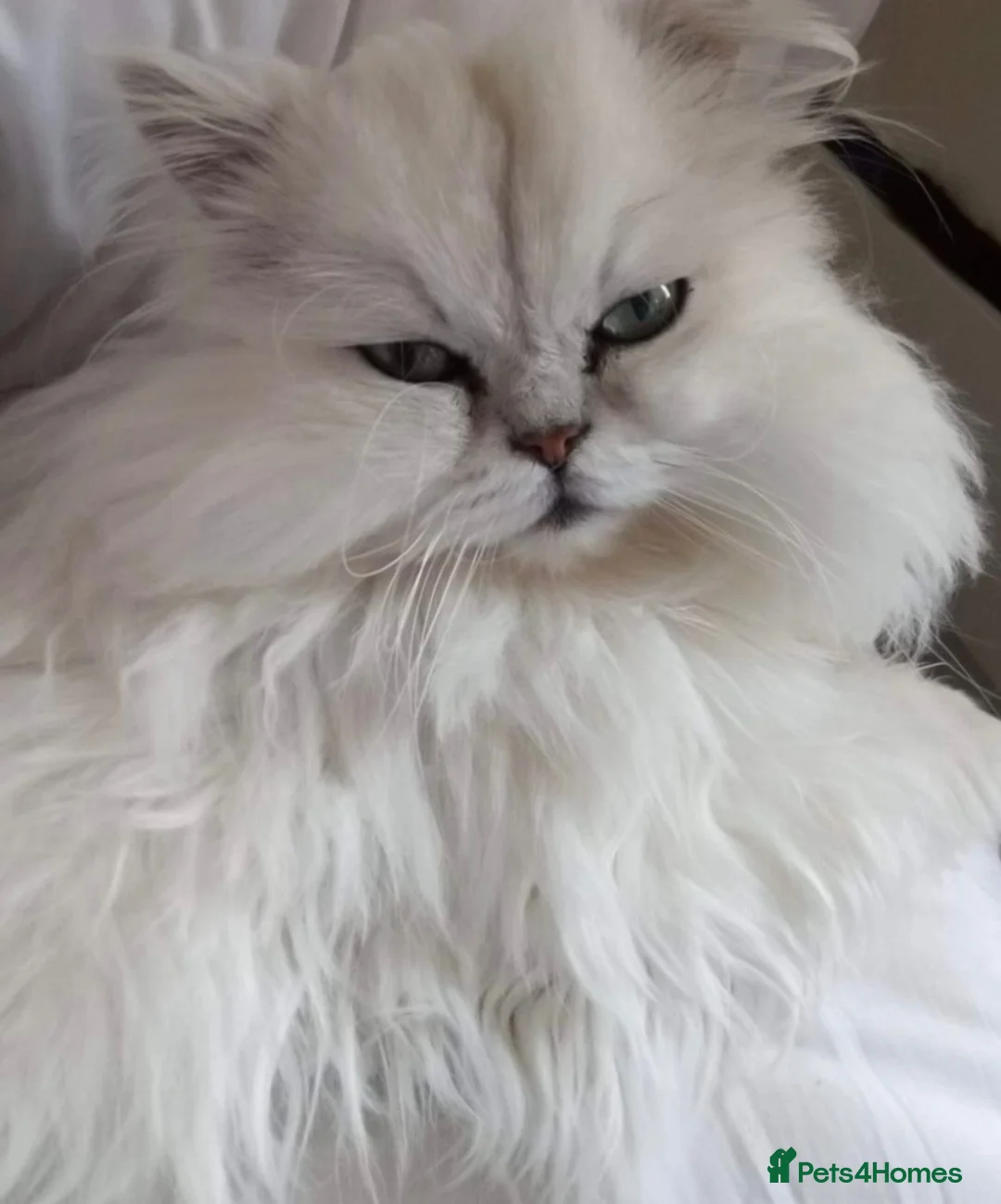 Persian cats for sale: Persian pure white , blue eyed male  - Advert 5