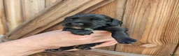 Cocker Spaniel dogs for sale: FTCH Sired KC Registered Cocker Spaniel Puppies - Advert 5