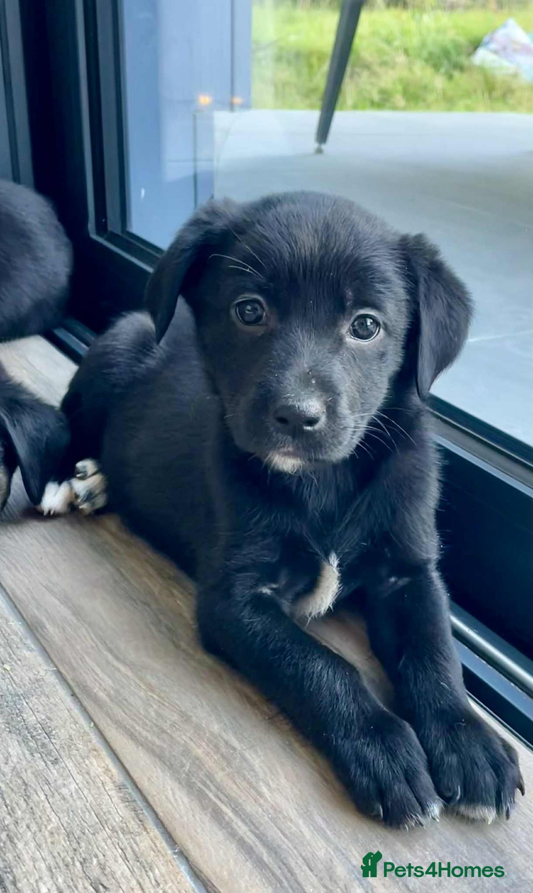 Borador dogs for sale: Borador puppies ready for new homes - Image 11