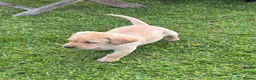 Labrador Retriever dogs for sale: Labrador puppies for sale KC registered  in Nairn - Advert 10