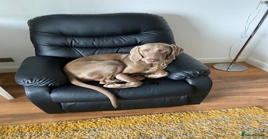Weimaraner dogs in Oxford - Advert 16