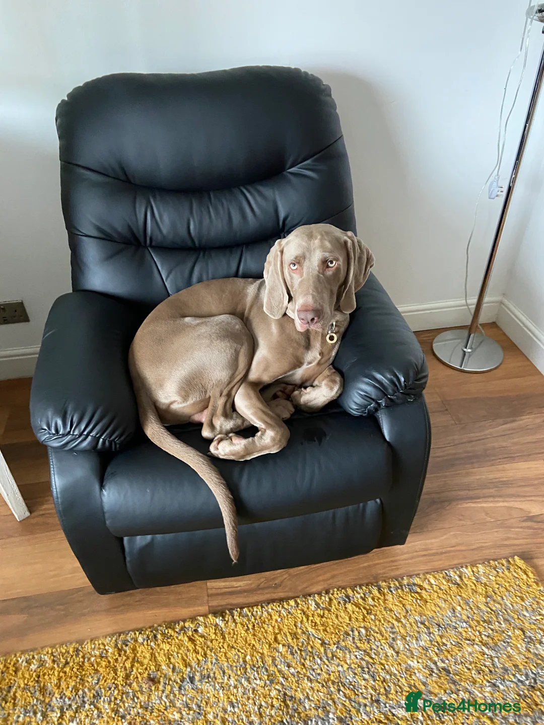 Weimaraner dogs for stud: For stud Ernie  in Oxford - Advert 2
