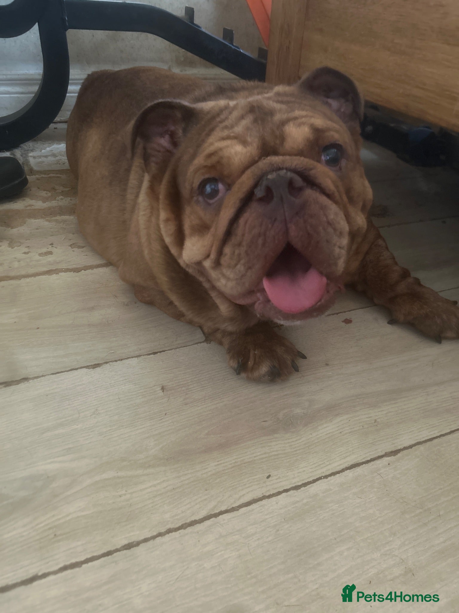 English Bulldog dogs Cookie - Advert 1