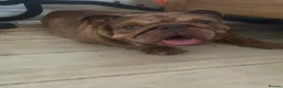 English Bulldog dogs for sale: Cookie - Advert 1