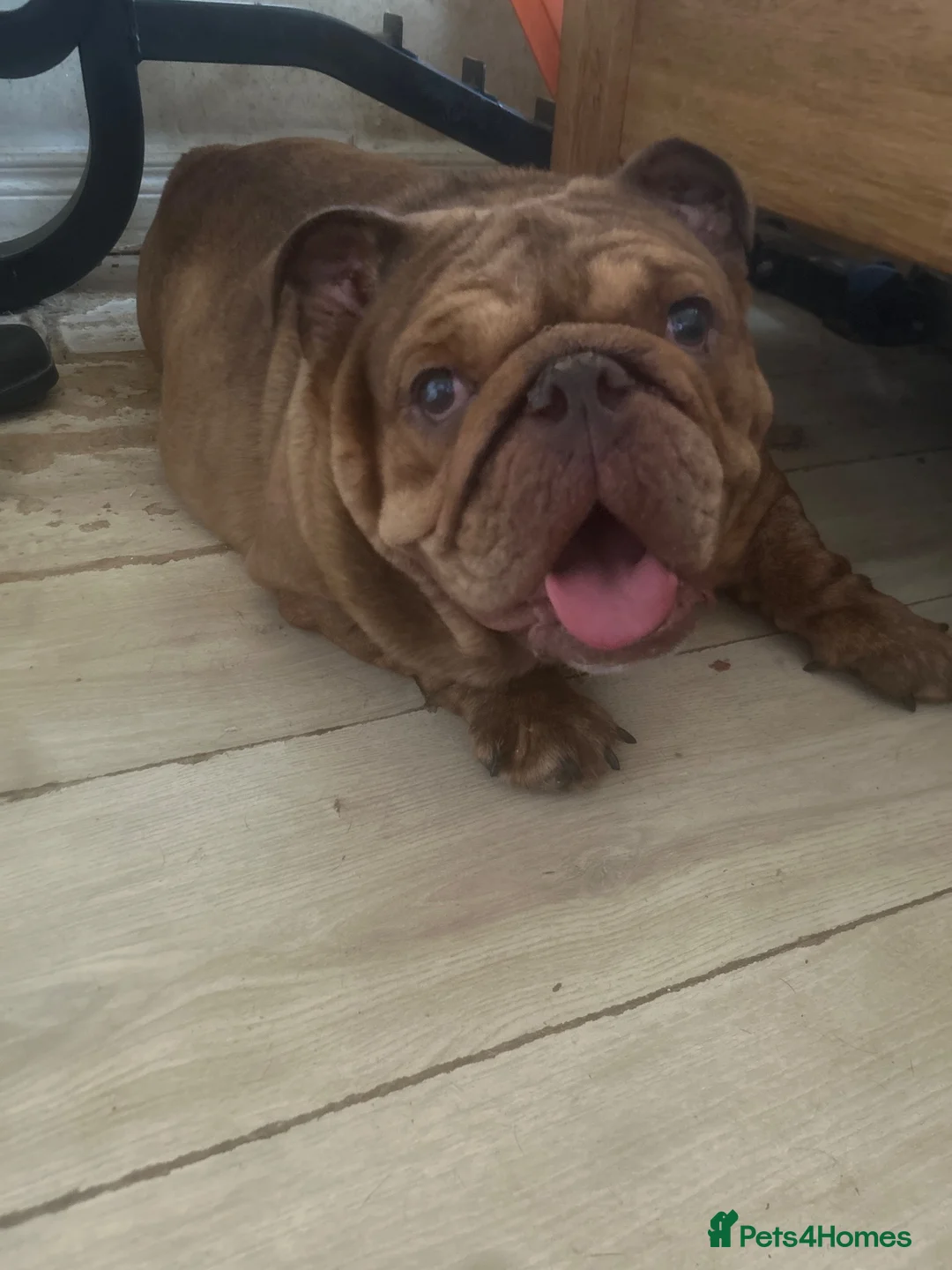 English Bulldog dogs for sale: Cookie - Advert 1