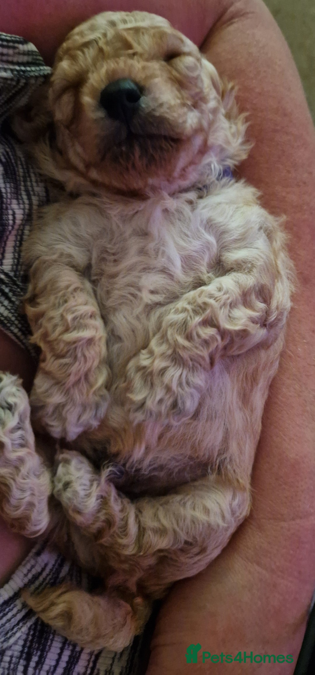 Poochon dogs for sale: Beautiful Poochon Puppies - Image 5