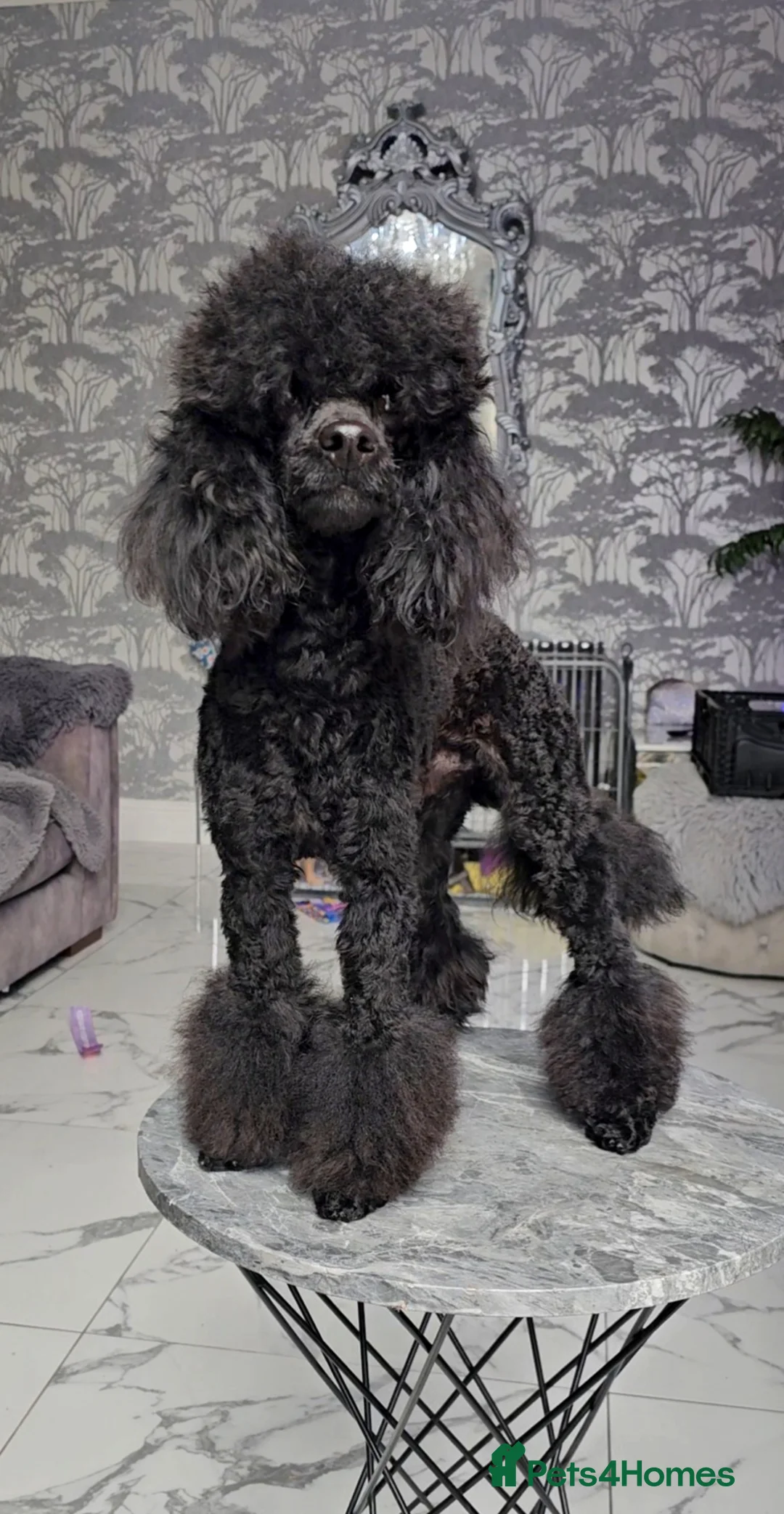 Toy Poodle dogs for stud: Toy poodle stud boy  in Blackburn - Advert 14