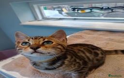 Bengal cats for sale: G5 PURE BENGEL - Image 5
