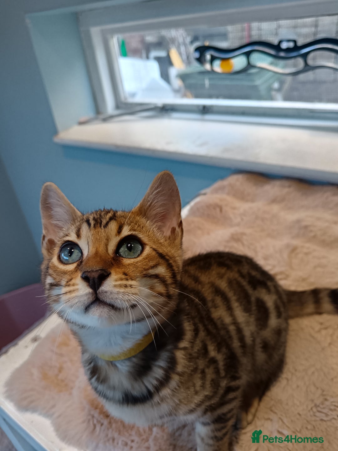 Bengal cats for sale: G5 PURE BENGEL - Image 5