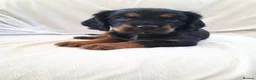Cockalier dogs for sale: Super F1 Cockalier pups Ready Now Health Tested P - Advert 3