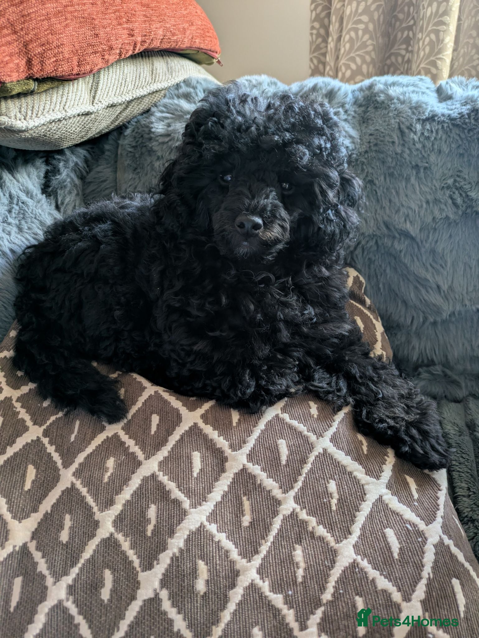 Toy Poodle dogs Toy poodle black girl KC , fully vac 16 weeks old  - Advert 2