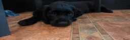 Sprocker dogs for sale: Spaniel puppies - Advert 7