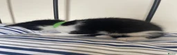 Persian cats for sale: Persian Dollface x BSH in Beaworthy - Advert 6