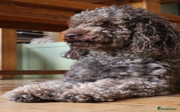 Cockapoo dogs for sale: Beautiful litter of chocolate cockapoo puppies  - Advert 20