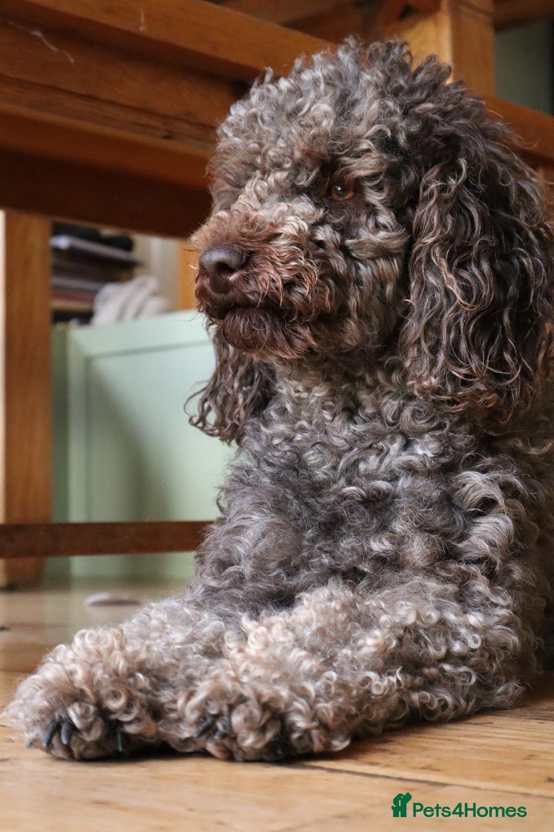 Cockapoo dogs for sale: Beautiful litter of chocolate cockapoo puppies  - Advert 20