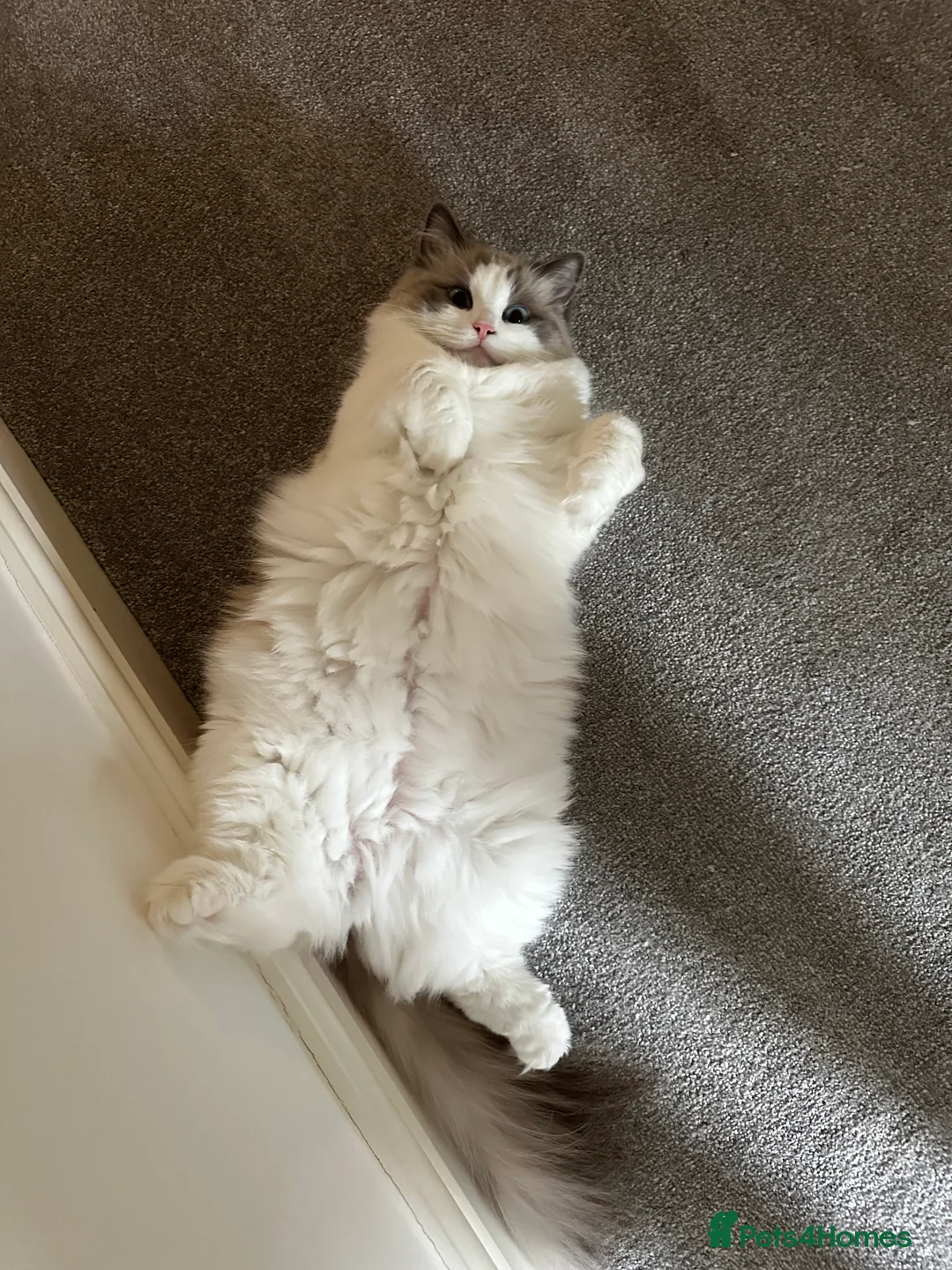 Ragdoll cats for sale:  🩷 Exquisite Active European Ragdoll 🇳🇱  - Advert 8