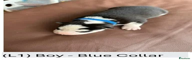 (L1) Boy - Blue Collar