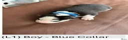 Siberian Husky dogs for sale: 🐾 Siberian Husky Puppies–Two Litters Available 🐾 in Oldham - Advert 2