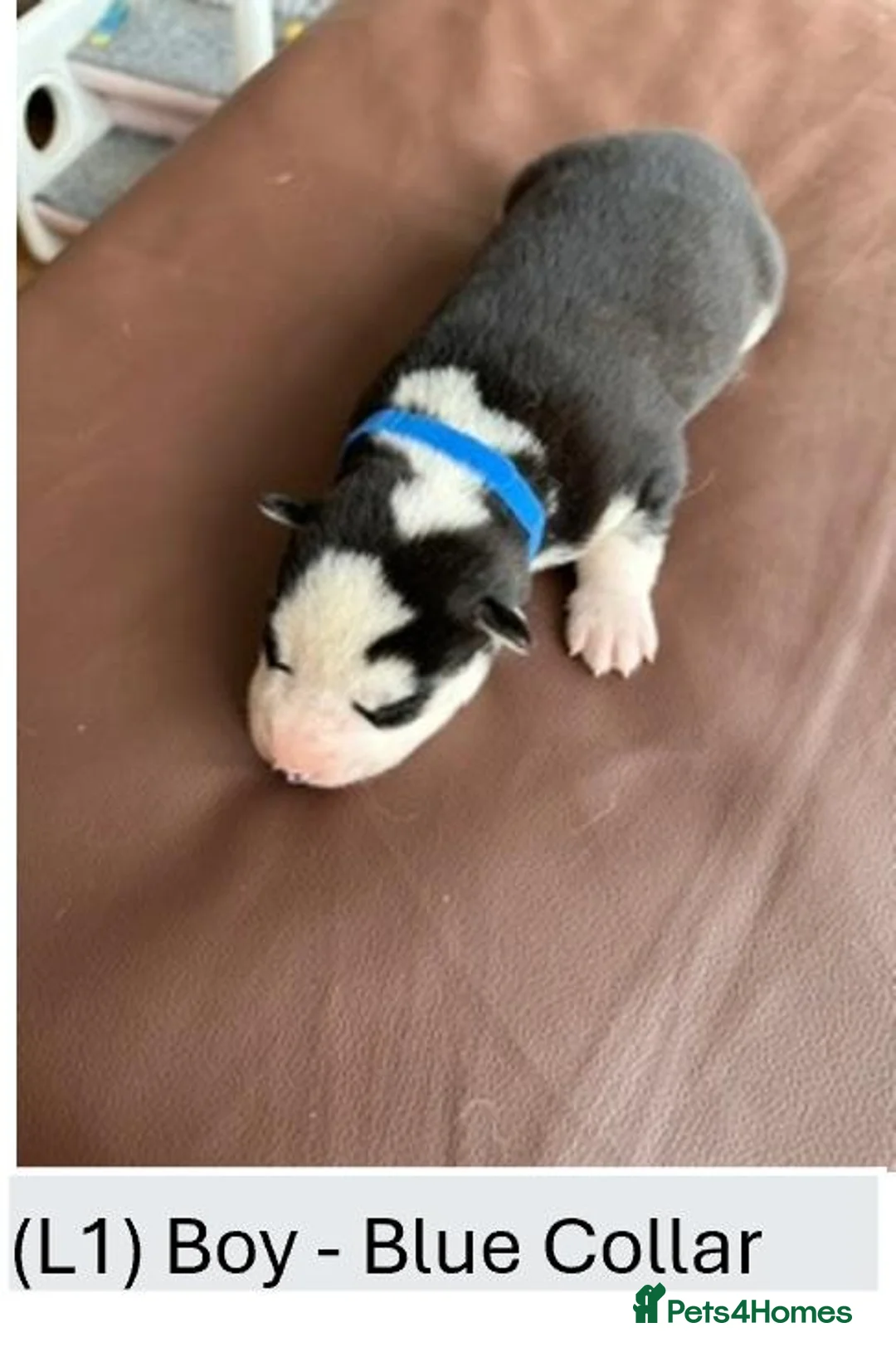 Siberian Husky dogs for sale: 🐾 Siberian Husky Puppies–Two Litters Available 🐾 in Oldham - Advert 2