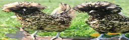 Chickens poultry for sale: Chickens For Sale, Various Breeds - Advert 10