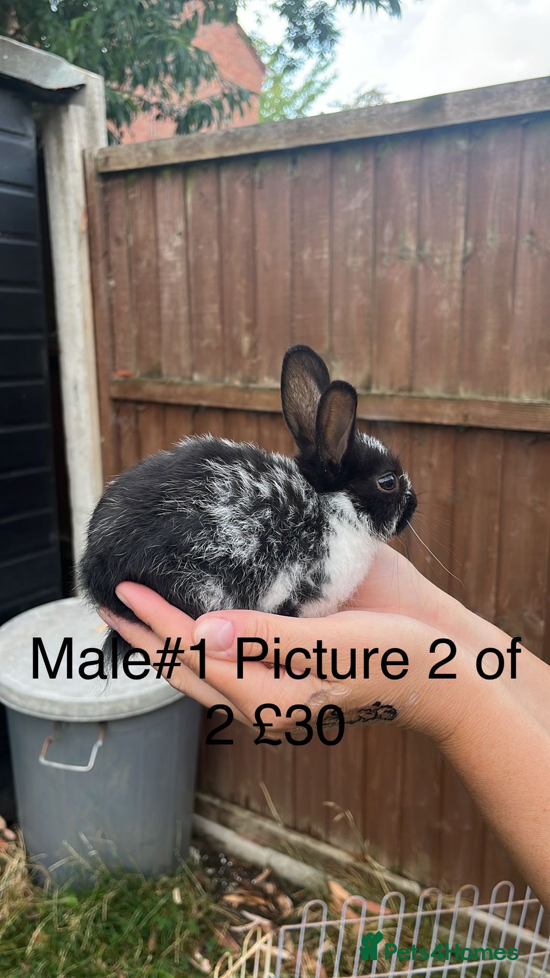 English Spot rabbits for sale: 9 x Adorable baby rabbits for sale  - Image 2