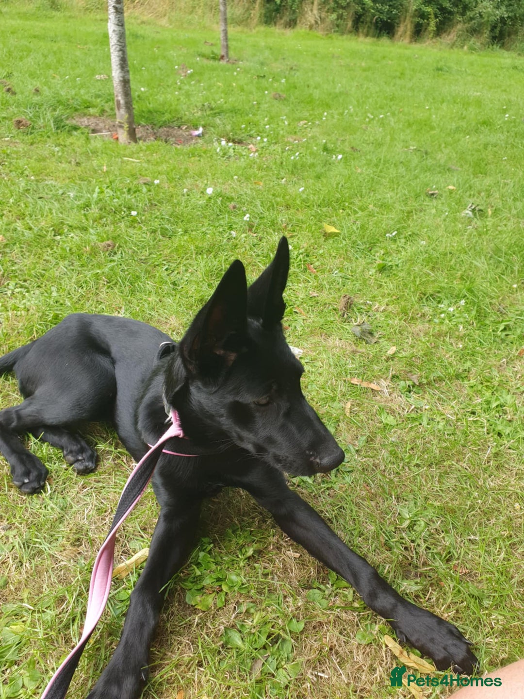 Mixed Breed dogs for sale: Malinoi x Dutch Herder - Advert 3