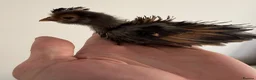 Chickens poultry for sale: Polish & silkie chicks  - Advert 4