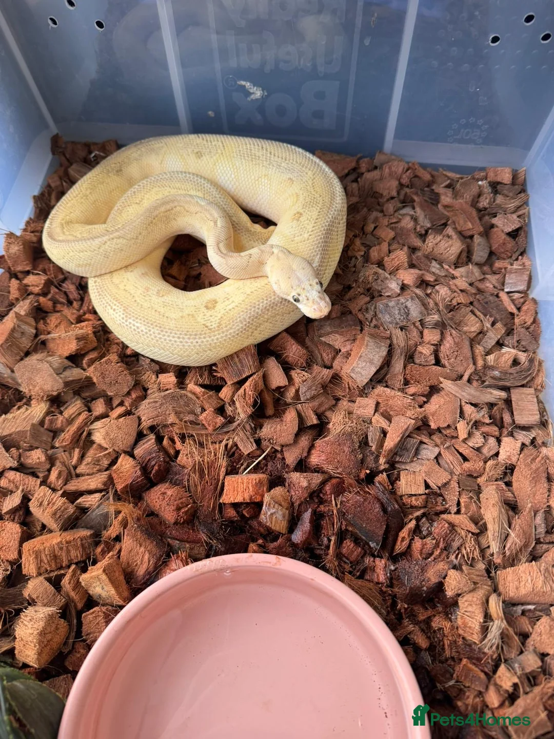 Python Snake reptiles for sale: Rack and 5 royals  in Rugeley - Advert 2
