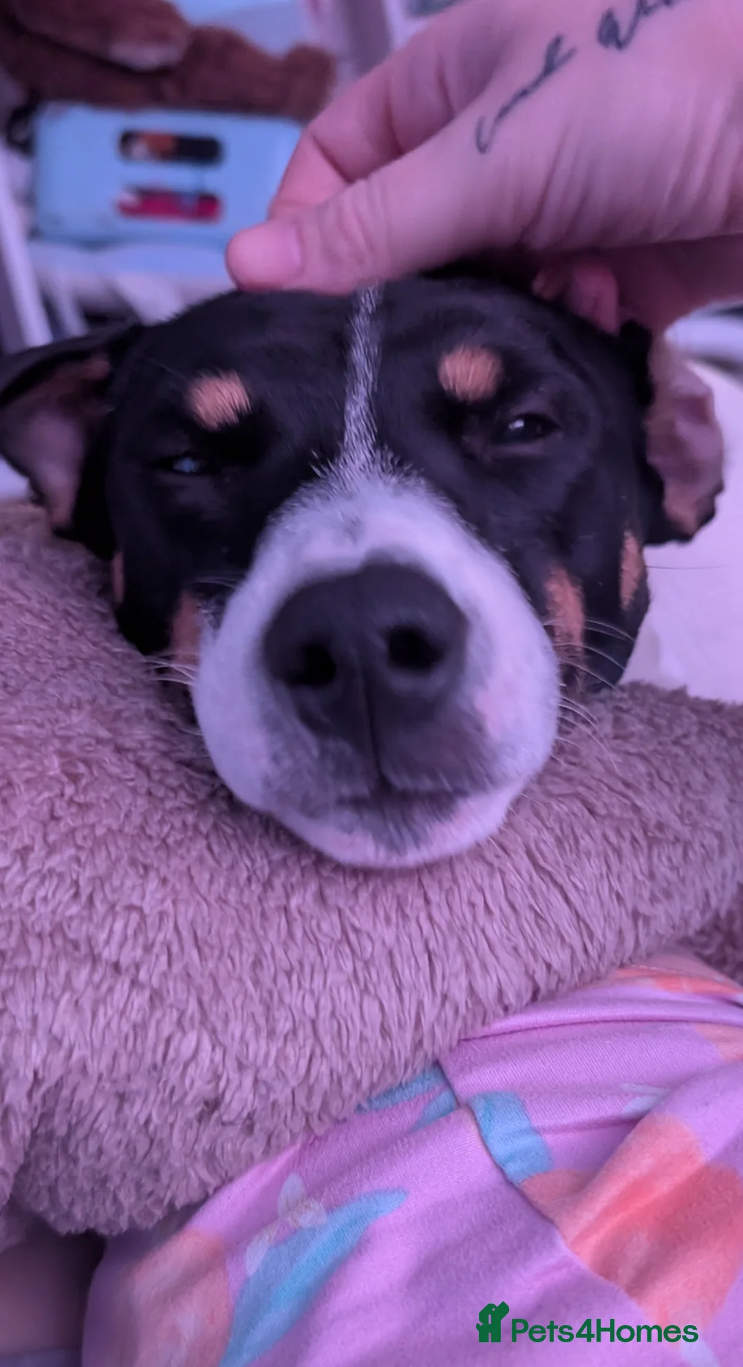 Jack Russell dogs for sale: Jack russell - Advert 3