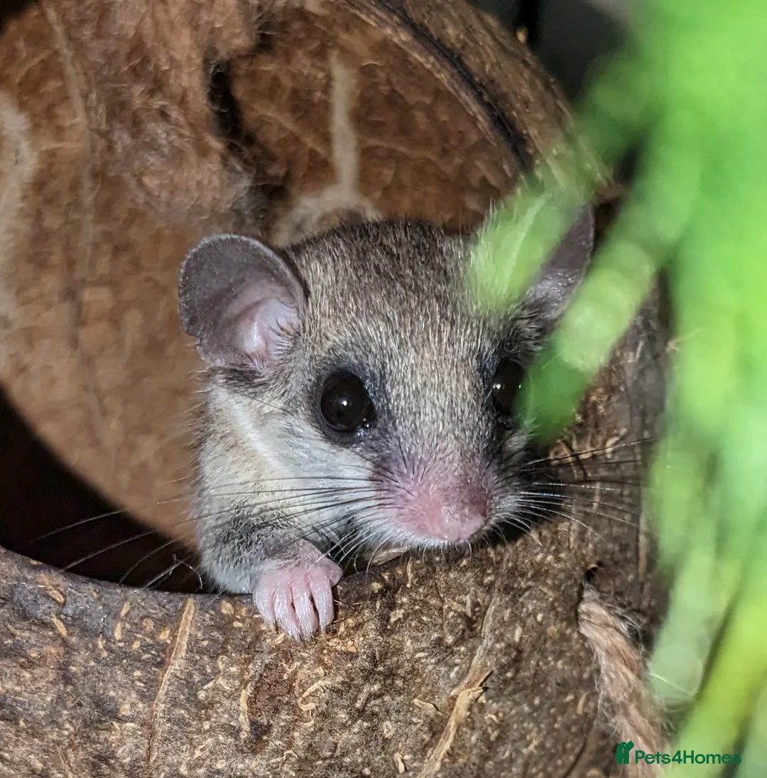 Mouse rodents for sale: African Pygmy Dormice  - Advert 3