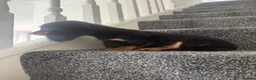Miniature Dachshund dogs for sale: Miniature dachshund boy  - Advert 5
