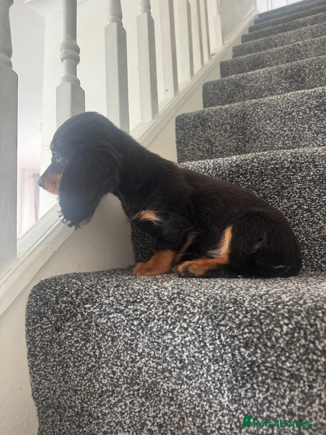 Miniature Dachshund dogs for sale: Miniature dachshund boy  - Advert 5