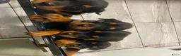 Rottweiler dogs for sale: Stunning Rottweiler Puppies Available  - Advert 1