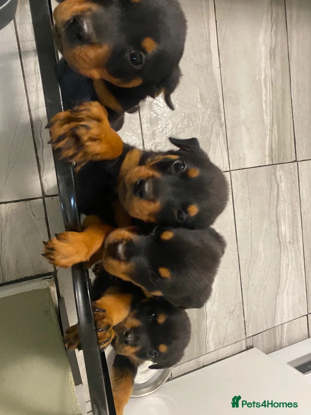 Rottweiler dogs for sale: Stunning Rottweiler Puppies Available  - Advert 1