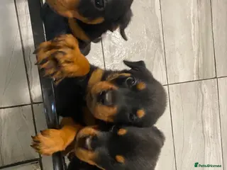 Rottweiler dogs Stunning Rottweiler Puppies Available - Advert 2