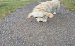 Golden Retriever dogs for sale: Golden retriever 10 months old - Advert 19