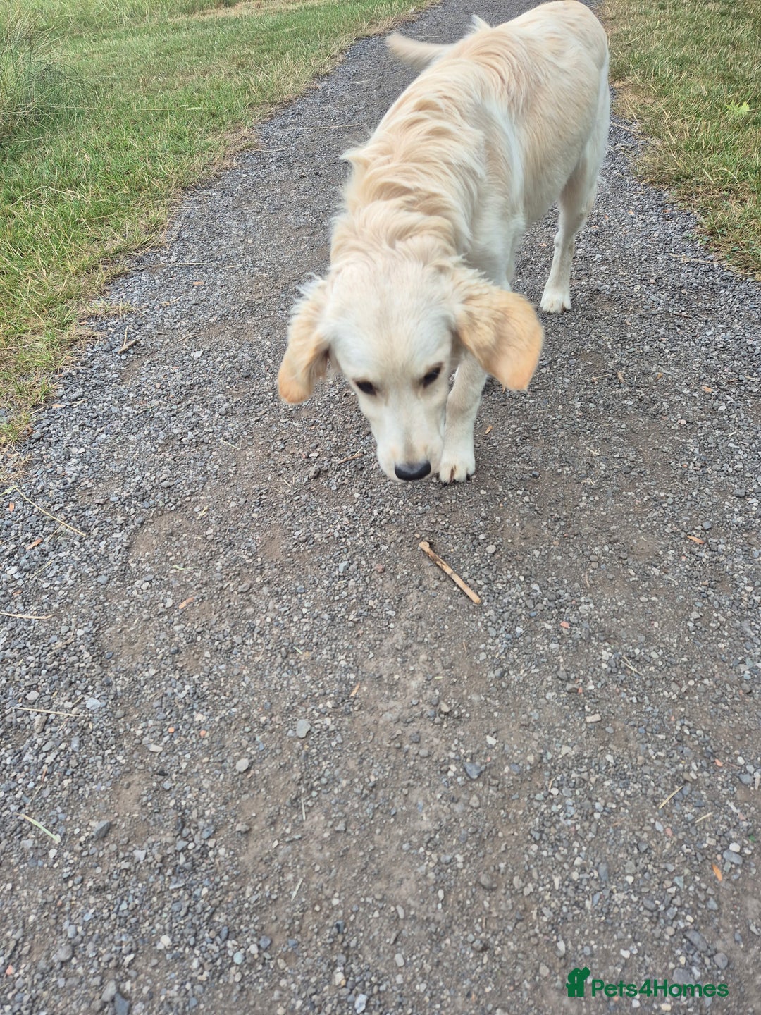 Golden Retriever dogs for sale: Golden retriever 10 months old - Advert 19
