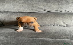 Staffordshire Bull Terrier dogs for sale: Beautiful staff pups for sale - Image 4