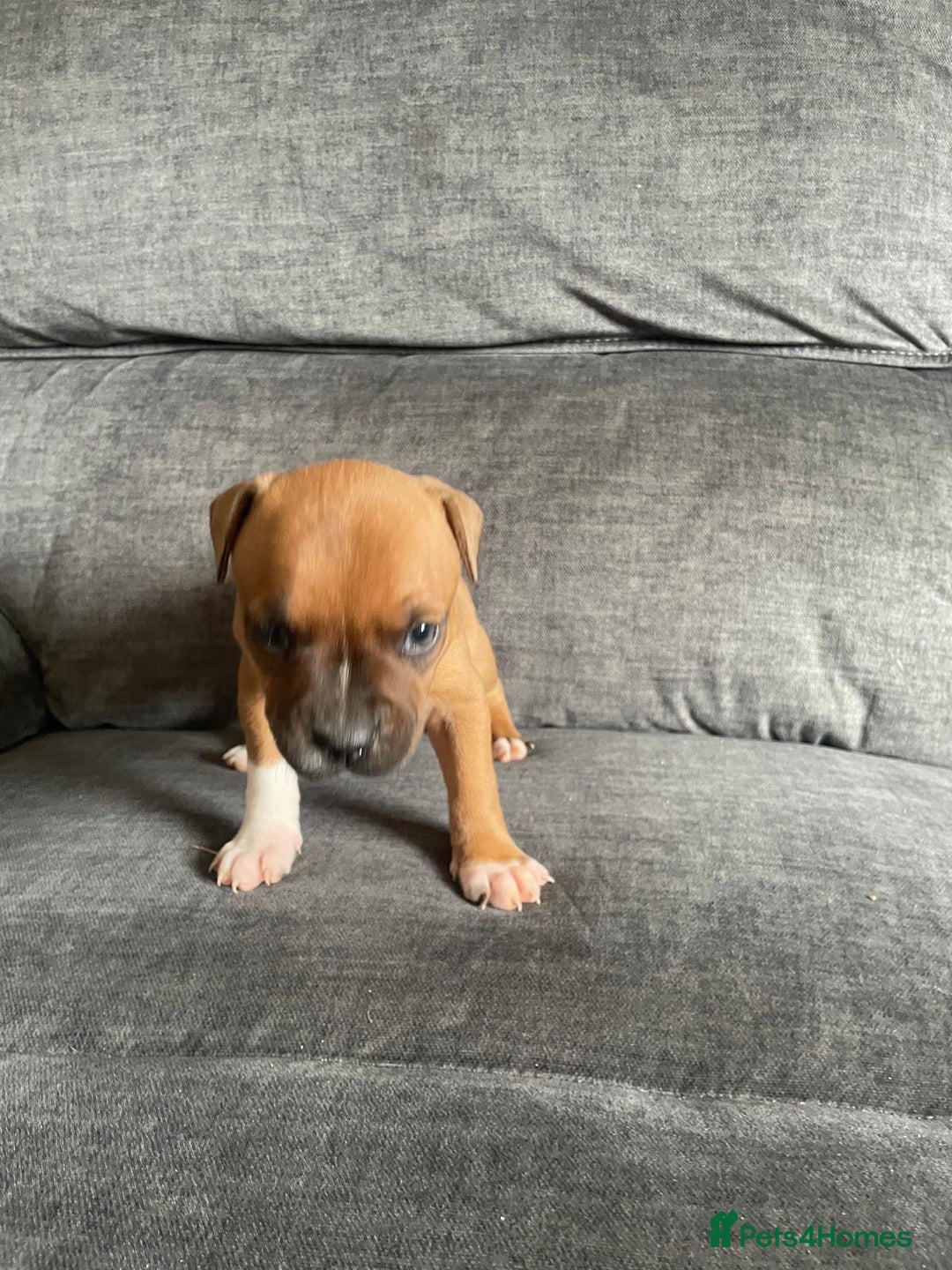Staffordshire Bull Terrier dogs for sale: Beautiful staff pups for sale - Image 4
