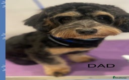 Maltipoo dogs for sale: Beautiful maltipoo puppies - Image 20