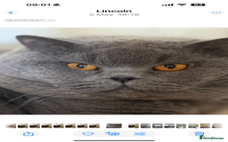British Longhair cats for sale: Ready now . British longhair boy  - Image 7