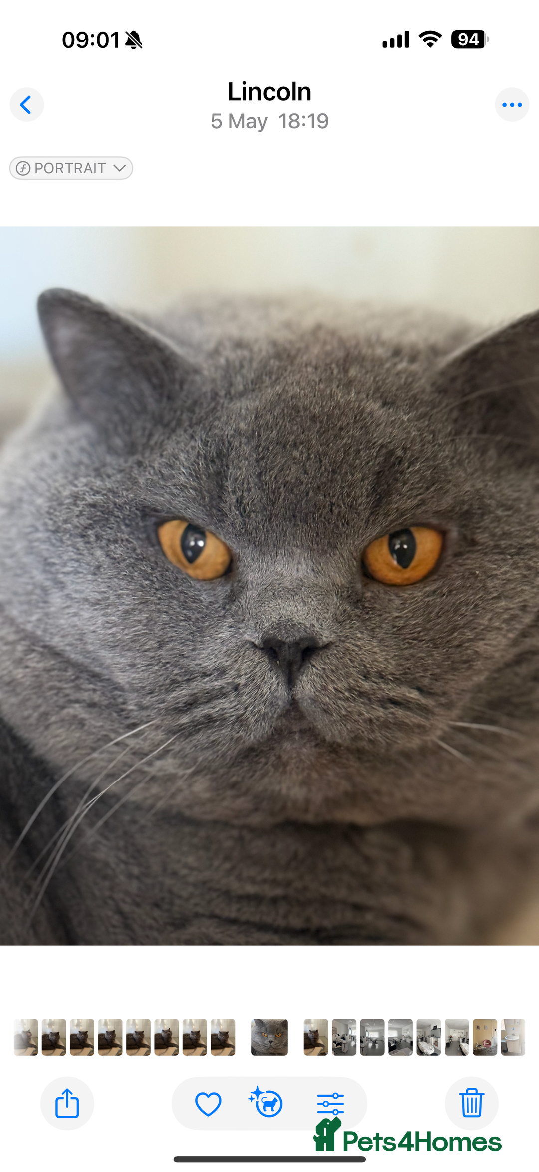 British Longhair cats for sale: Ready now . British longhair boy  - Image 7