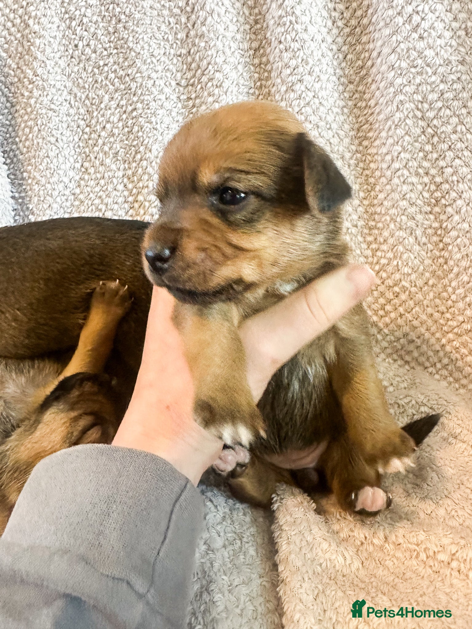 Mixed Breed dogs for sale: Patterdale X Lakeland Puppies for Sale in Letchworth Garden City - Advert 3
