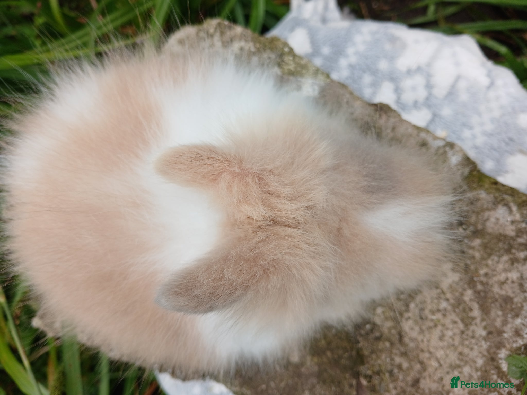 Lionhead rabbits for sale: Stunning DM Lionhead baby rabbits - Advert 5