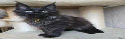 Maine Coon cats for stud: Large Black 9kg Russian Lines Maine Coon STUD - Advert 30